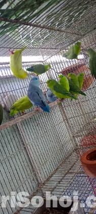 কিছু এডাল ফোরপাস  হাত বদল  করবো